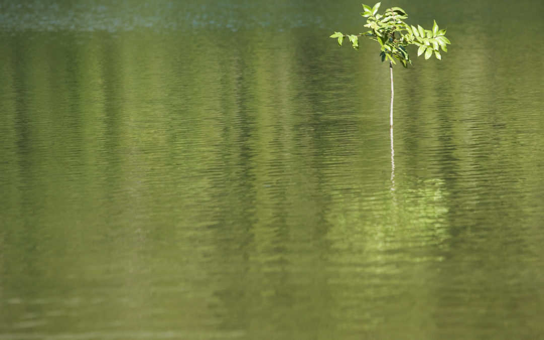 Mindful Camino Lesson #2: Pain is a Teacher