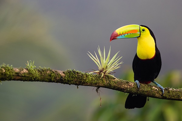 toucan