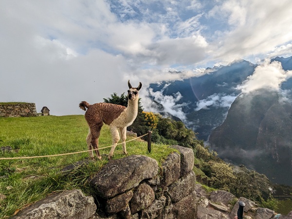 A llama stands in front of Machu Picchu at Melissa Renzi's Peru retreat for sensitive souls and introverts, with yoga, Machu Picchu, cultural experiences, and the beautiful Sacred Valley
